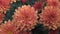 Orange blossoming flowers of Dahlia pinnata