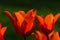 Orange blossoming tulip flowers, possibly Orange Emperor hybrid kind, also called Fosteriana tulip