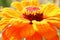 Orange blossoming zinnia with bokeh background