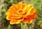 Orange blossoming zinnia with bokeh background