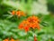 Orange  blossoms of an azalea bush full bloom,  dark green, very blurred background, a strong contrast that brings out the petals