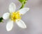 Orange blossoms on branch