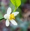 Orange blossoms on branch