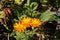 Orange blossoms of a marigold, also called Calendula officinalis or Ringelblume