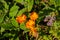 Orange blossoms of a marigold, also called Calendula officinalis or Ringelblume