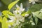 Orange blossoms in spring