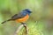 orange and blue bird on the branch with fat look, fascinated live animal in the wild
