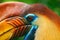 Orange and blue bird head. Knobbed Hornbill, Rhyticeros cassidix, from Sulawesi, Indonesia. Rare exotic bird detail eye portrait.