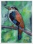 Orange blue black bird animal watercolor Gray Breasted Hornbill