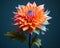 an orange and blue dahlia flower on a dark background