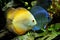 Orange and Blue Discus Fish