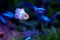 Orange blue glow tetra fish