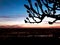 Orange blue sky on the Rhine with the silhouette of a gnarled tree in February . Beautiful scenic sunset image at the german river