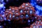 Orange and blue zoanthid coral