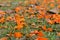 Orange blurred flowers at background.