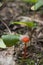 Orange bonnet mushroom Mycena acicula