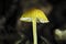 The Orange Bonnet Mycena acicula is an inedible mushroom