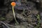 The Orange Bonnet Mycena acicula is an inedible mushroom