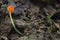 The Orange Bonnet Mycena acicula is an inedible mushroom