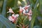 Orange bottlebrush ginger flowers