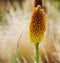 Orange Bottlebrush-Like Plant