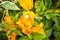 Orange bougainville flower detailed macroshot