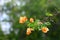 Orange Bougainvillea flower on blur bokeh background