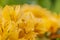 Orange bougainvillea flowers.