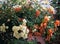 ORANGE BOUGAINVILLEA AND WHITE ROSES