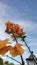 Orange Bougenville flower on the sky background