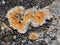 Orange boulder crust lichen