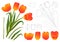 Orange Bouquet Tulip. Vector Illustration. Isolated on White Background