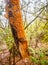 Orange Bracket Fungus