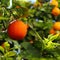 Orange on a branch between the leaves. The perfect scene of a ripe orange on a tree. Other oranges in the background blurred. The