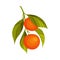 Orange Branch with Mature Fruits Hanging Vector Illustration