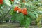 Orange branches in the leafage of rowan