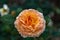 Orange/brandy hybrid tea garden rose photographed in Huntington Library botanical garden