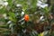 Orange brazil flower