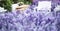 Orange and bread in wicker rattan basket. picnic in lavender flower field