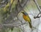 Orange breasted bush shrike