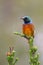 Orange Breasted Sunbird