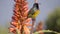 Orange Breasted Sunbird with pollen covered face