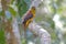 Orange-breasted Trogon Harpactes oreskios Male Birds Eating insect