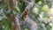 Orange-breasted Trogon Harpactes oreskios Male Birds Feeding