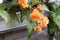 Orange bright flowers of tuberous begonias , blooming in garden.Apricot begonia plant.Blooming begonia grows in flower