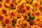 Orange bright small chrysanthemums field
