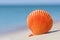 Orange brightly coloured Scallop shell of saltwater clam marine bivalve mollusc on white sand against turquoise ocean water and