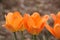 Orange Brilliant Fosteriana Tulip
