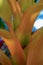 Orange bromelia plant leaves in a garden