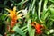 Orange Bromeliad close-up in the botanical garden